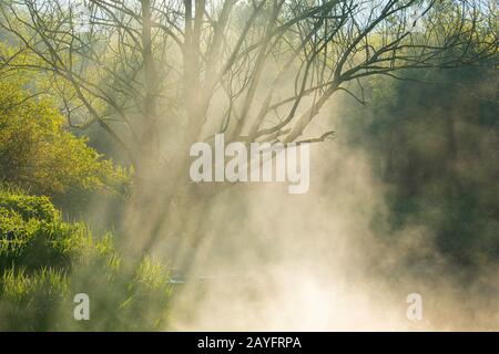 Eau Blanche fiume all'alba, Belgio, Wallonie, Viroinvallei, Dourbes Foto Stock