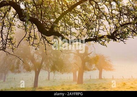 Frutteto prato vicino Voeren; Haspengouw, Belgio, Limburgo, Sint-Martens-Voeren, Voerstreek Foto Stock