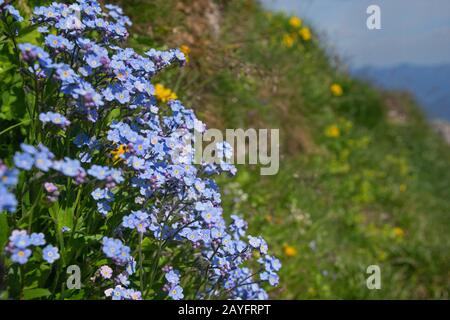 Alpine scordate-me-not (Myosotis alpestris), fioritura, Germania, Baviera Foto Stock