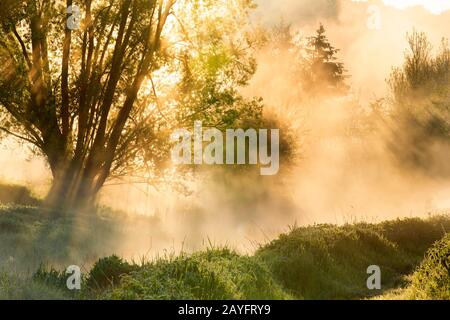 Eau Blanche fiume all'alba, Belgio, Wallonie, Viroinvallei, Dourbes Foto Stock