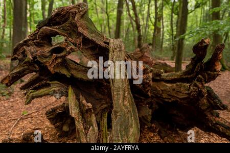 Quercia (Quercus spec.), legno morto di querce nella riserva naturale di hasbruch, Germania, Brema, NSG Hasbruch Foto Stock