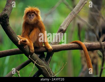 Scimmia a foglia dusky, langur spettacolare (Presbytis melalophos), seduto su un ramo, vista frontale Foto Stock
