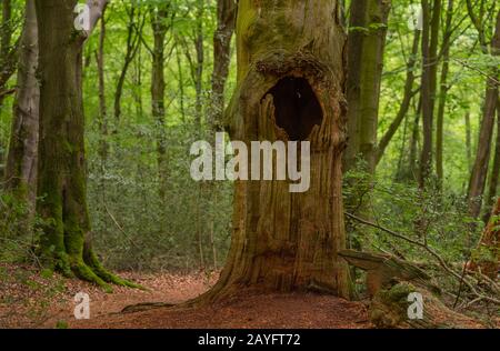 Quercia (Quercus spec.), legno morto di querce nella riserva naturale di hasbruch, Germania, Brema, NSG Hasbruch Foto Stock