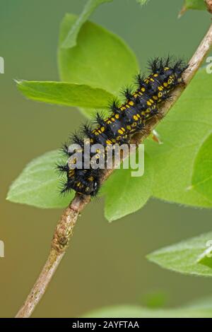 Il fritillario scarso (Euphydryas maturna, Hypodryas maturna, Euphydryas ), bruco si nutre di Honeysuckle, Germania Foto Stock