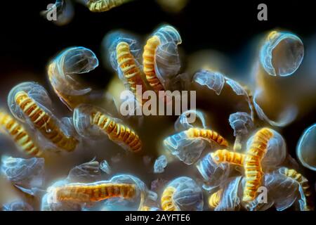 Sori sul lato inferiore di un fern frond, Germania Foto Stock