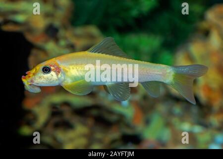 Miele Sucker, Succhiando Loach, Alghe cinesi Eater (oro Gyrinocheilus aymonieri, oro Psilorhynchus aymonieri), oro morfo, vista laterale Foto Stock