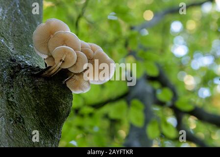 Fungo di porcellana (Oudemansiella mucida), corpi fruttiferi su fusto di faggio, Germania, Renania Settentrionale-Vestfalia Foto Stock