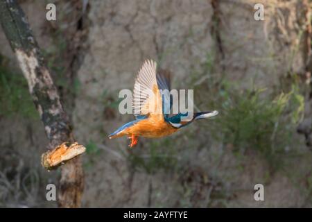 Fiume Martin pescatore (Alcedo atthis), decollare con un pesce nel becco, Germania, Baviera, Niederbayern, Bassa Baviera Foto Stock