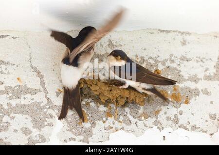 Casa comune martin (Delichon urbica, Delichon urbicum), coppia costruire il loro nido, Germania, Baviera Foto Stock