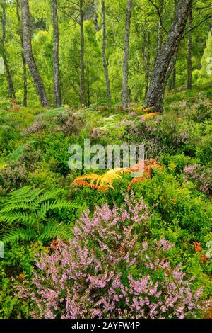 Betulla (spec. Di Betula), foresta di betulla con brughiera, felci aquila e cespugli di bacche blu, Regno Unito, Scozia, Riserva Naturale Nazionale di Craigellachie, Aviemore Foto Stock