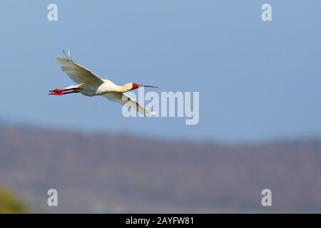 African Spoonbill (Platalea alba), in volo, Sud Africa, Kwazulu-Natal, Mkhuze Game Reserve Foto Stock