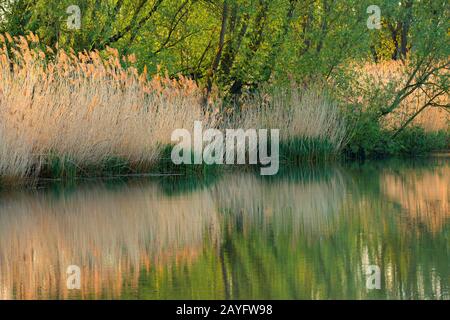 Presso Il Fiume Durme, Belgio, Fiandre Orientali, Durmegallei, Tielrode Foto Stock