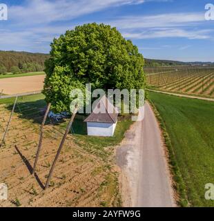 Lime a foglia larga, tiglio (Tilia platyphyllos), tiglio di 600-700 anni e cappella nel paesaggio naturale, Germania, Baviera, Niederbayern, bassa Baviera Foto Stock