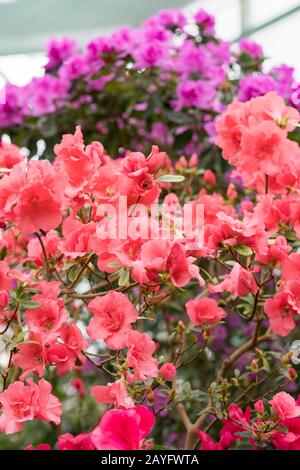 azalea rosso, concetto di giardinaggio, cespuglio di azalea fioritura, sfondo per una carta. Fiori di primavera. Foto verticale. Foto Stock