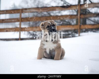 Carino cucciolo seduto sulla neve. Cane Pastore Asiatico Centrale Foto Stock