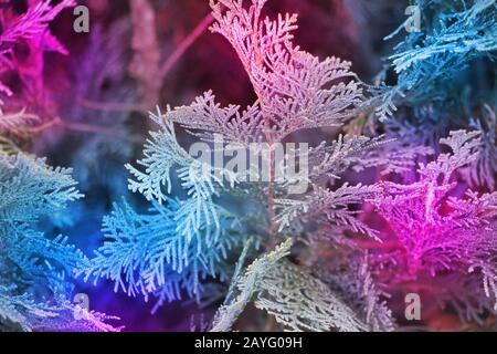 Closeup di Belle foglie verdi di natale di Thuja alberi in neon sfondo chiaro. Thuja occidentalis è un albero di conifere sempreverde Foto Stock