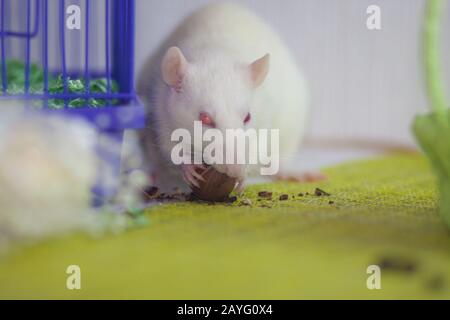 Ratto bianco mangia noci. Topo da laboratorio Foto Stock