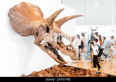 28 LUGLIO 2018, BARCELLONA, SPAGNA: La gente guarda un dinosauro triceratops fossile mentre visita al Cosmocaixa Museum of Science Foto Stock