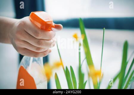 Un uomo tiene in mano una bottiglia d'acqua arancione e spruzza gocce d'acqua su un daffodil giallo in fiore. Cura per un impianto di casa. Foto Stock