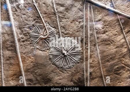 Creature viventi preistoriche in pietra fossilata Foto Stock