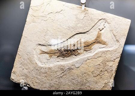 28 LUGLIO 2018, BARCELLONA, SPAGNA: CosmoCaixa museo Fossil of Fish Foto Stock