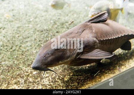 pesci gatto nuota in grande acquario Foto Stock