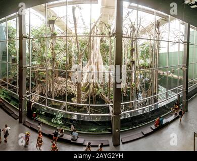 28 LUGLIO 2018, BARCELLONA, SPAGNA: Foresta pluviale tropicale con laghetto nel museo CosmoCaixa Foto Stock