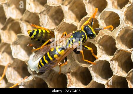 Sciame di vespe intorno al nido Foto Stock
