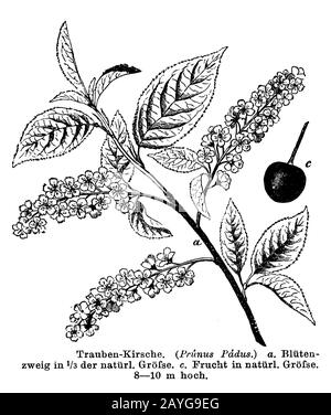 Uccello ciliegia, Prunus padus Syn. Padus avium, Padus racemosa, anonym (libro di botanica, 1884) Foto Stock