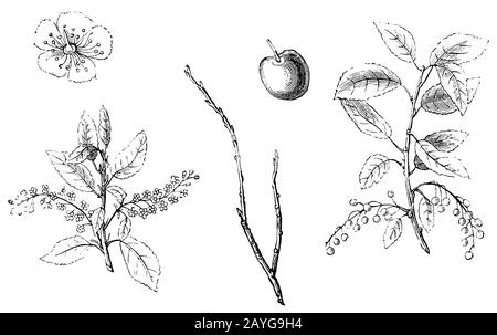 Uccello ciliegia, Prunus padus Syn. Padus avium, Padus racemosa, (libro giardino, 1877) Foto Stock