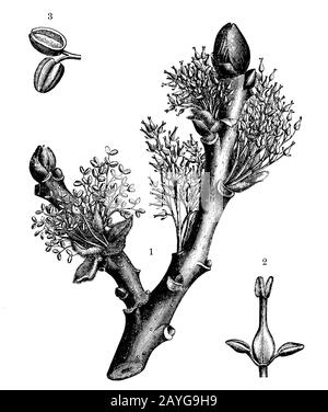 Frassino, Fraxinus excelsior, (libro di botanica, 1905) Foto Stock