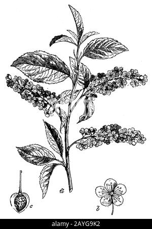 Uccello ciliegia, Prunus padus Syn. Padus avium, Padus racemosa, (libro di botanica, 1898) Foto Stock