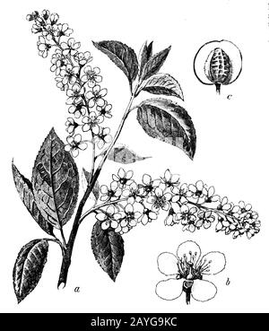 Uccello ciliegia, Prunus padus Syn. Padus avium, Padus racemosa, (libro di botanica, 1902) Foto Stock