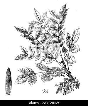 Ash, Fraxinus excelsior, H.W und H. Gedan (libro di botanica, 1910) Foto Stock