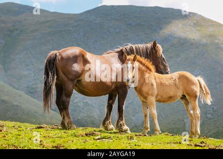 mare con volpe, madre con cavallo bambino su un pascolo in montagna Foto Stock