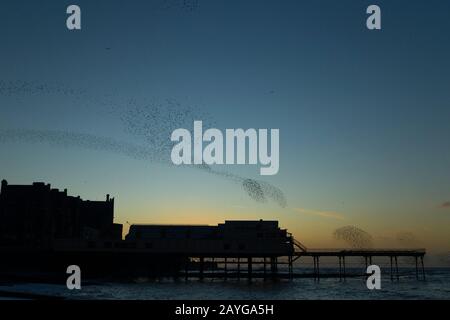 Sturnus vulgaris, murmination over Pier, Aberystwyth, Dyfed, Wales, UK, December Foto Stock