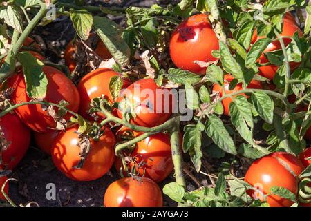 Pomodori rossi maturi biologici in giardino Foto Stock