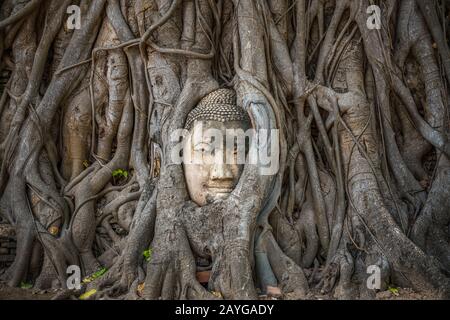 Testa di Buddha intrappolata in bodhy albero radici nel tempio Wat Mahathat, Ayutthaya. Provincia di Bangkok, Tailandia Foto Stock
