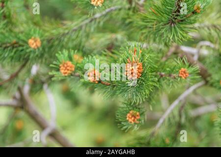 Germogli giovani di pino all'inizio della primavera. Foto Stock