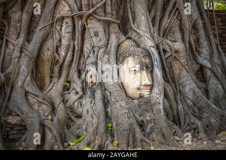 Testa di Buddha intrappolata in bodhy albero radici nel tempio Wat Mahathat, Ayutthaya. Provincia di Bangkok, Tailandia Foto Stock