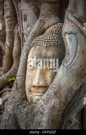 Testa di Buddha intrappolata in bodhy albero radici nel tempio Wat Mahathat, Ayutthaya. Provincia di Bangkok, Tailandia Foto Stock
