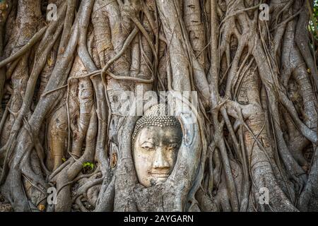 Testa di Buddha intrappolata in bodhy albero radici nel tempio Wat Mahathat, Ayutthaya. Provincia di Bangkok, Tailandia Foto Stock