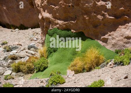 Llareta o Yareta (Azorella compacta) a El Tatio Geyser bacino geothermic vicino San Pedro de Atacama nel deserto di Atacama, nel Cile settentrionale. Foto Stock