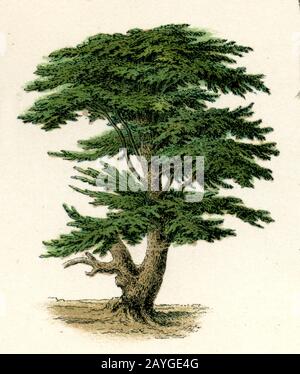 Cedro del Libano, Cedrus libani Syn. Cedrus libanotica, Libanon-Zeder, Cèdre du Liban, (libro di botanica, 1886) Foto Stock