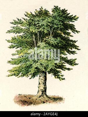 Faggio, Fagus sylvatica, Rotbuche, hêtre, (libro di botanica, 1886) Foto Stock