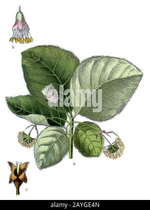 Faggio, Fagus sylvatica, Rotbuche, Buche, hêtre, (libro botanica, 1909) Foto Stock