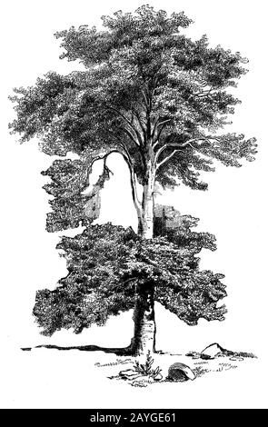 Faggio, Fagus sylvatica, Rotbuche, hêtre, L.E. Petrovitz (libro giardino, 1877) Foto Stock