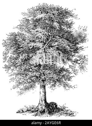Faggio, Fagus sylvatica, Rotbuche, hêtre, (enciclopedia, 1898) Foto Stock