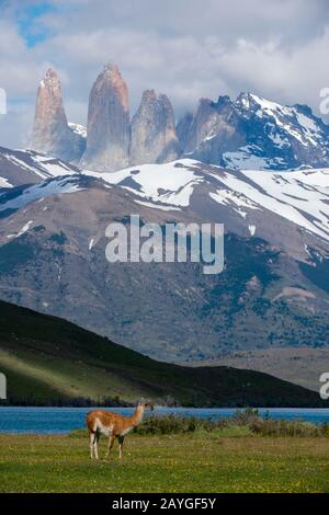 Vista delle Torri Paine con Guanaco (lama guanicoe) in primo piano da Laguna Azul nel Parco Nazionale Torres del Paine in Patagonia, Cile. Foto Stock