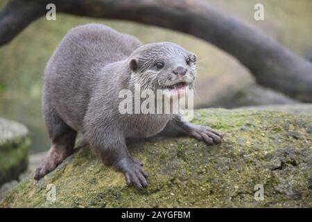 Piccoli artigli otter Foto Stock